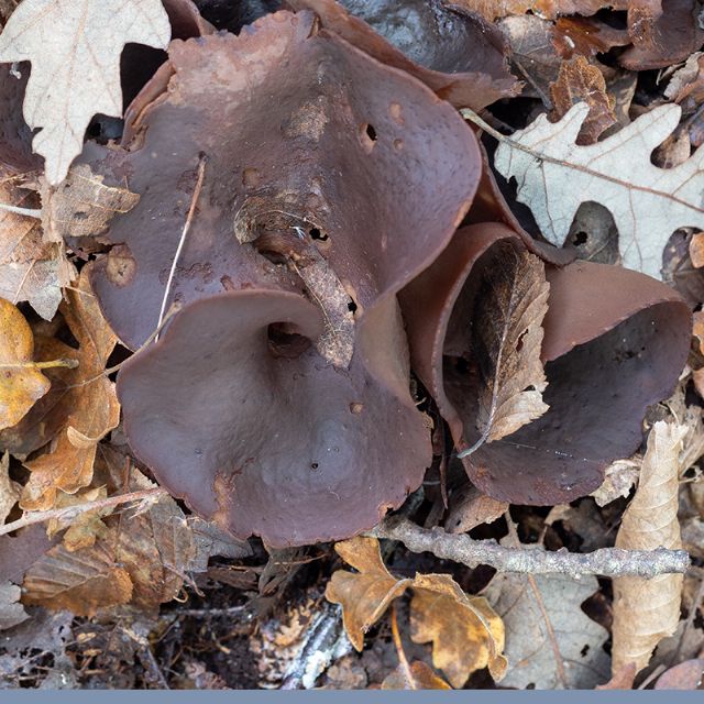 Fungo da id per favore